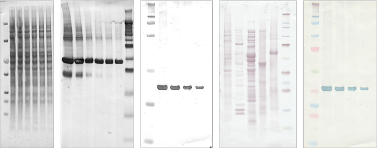 Colorimetric