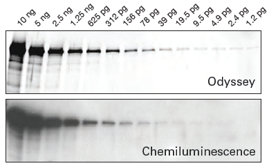 XF film chemi